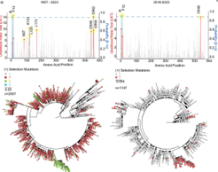 Evolution and Vaccine Resistance in Respiratory Syncytial Virus